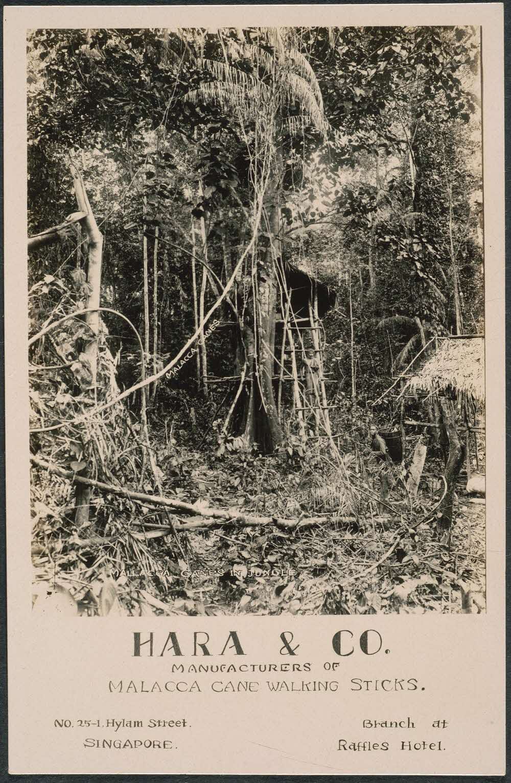 Hara & Co. card, NMS 1997-03261. Courtesy of National Museum of Singapore.